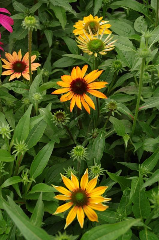 Plantenfiche-Echinacea-Cheyenne-Spirit-