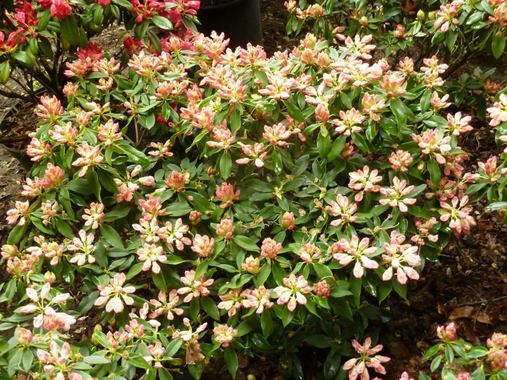 Plantenfiche-Rhododendron-Golden-Torch-