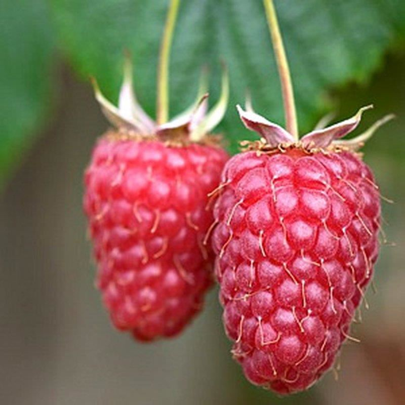 Rubus idaeus 'Tulameen' - pot - struik