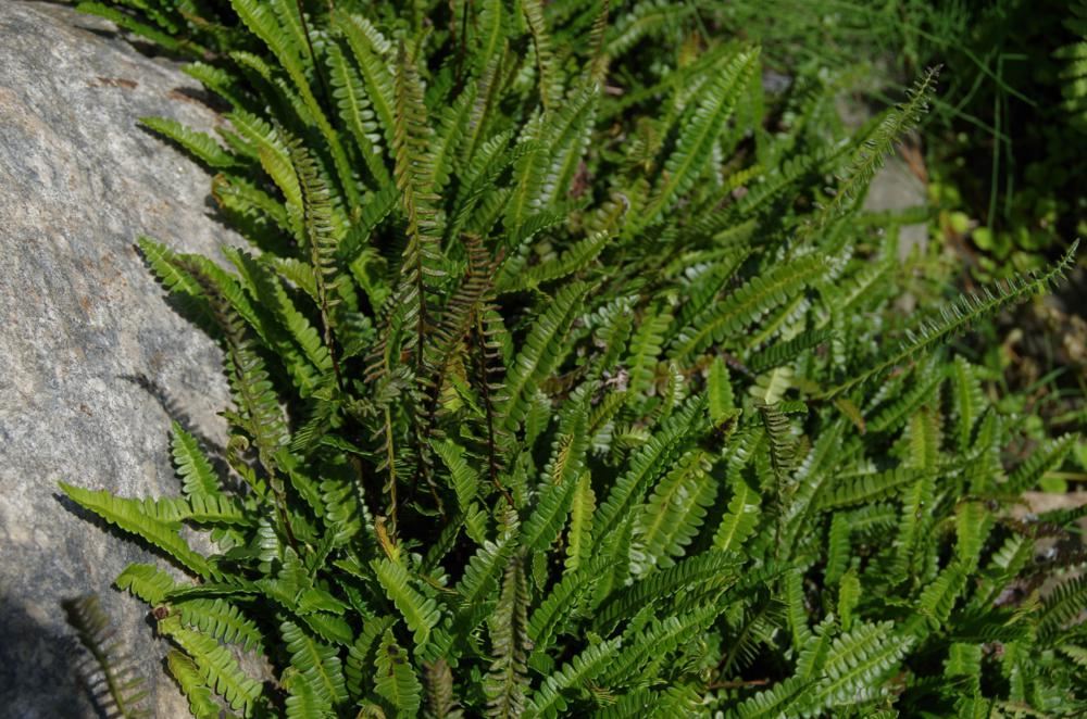 Plantenfiche-Blechnum-penna-marina