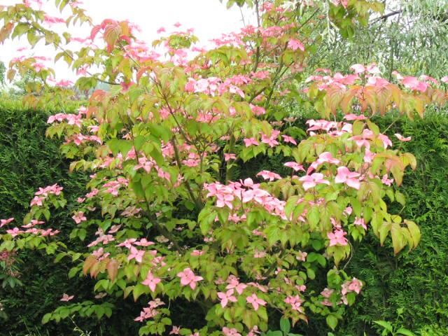 Plantenfiche-Cornus-kousa-Satomi-