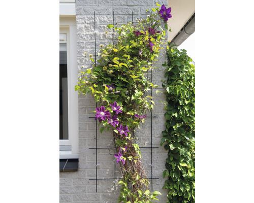 Metalen-klimrek-geplastificeerd-groen-H145x72-5cm