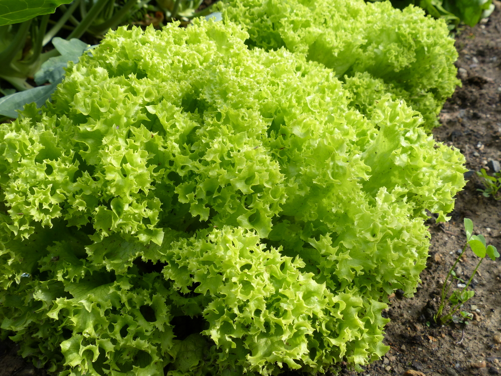 Plantenfiche-Lactuca-sativa-var-biondonna-Groene-krulsla-of-lollo-bionda-