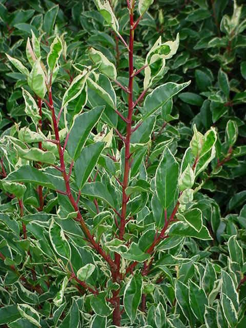 Plantenfiche-Prunus-lusitanica-Variegata-