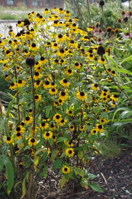 Plantenfiche-Rudbeckia-triloba