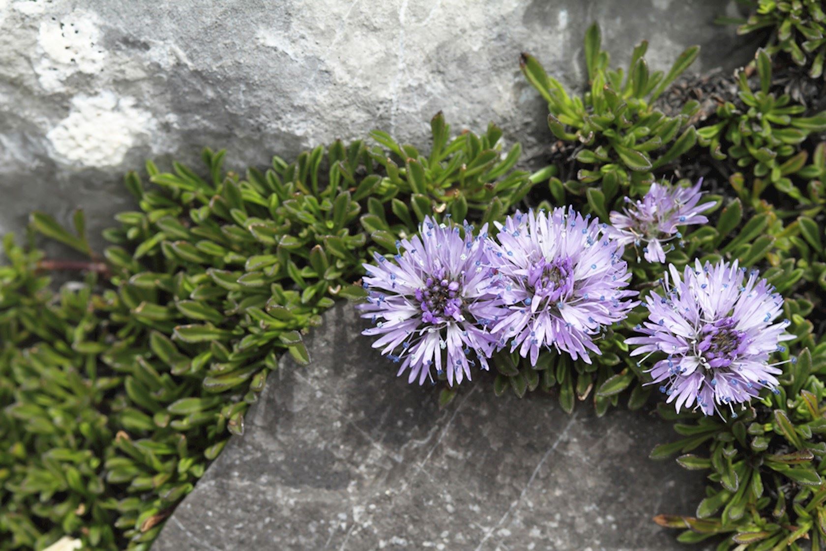 Plantenfiche-Jasione-laevis-Blaulicht-