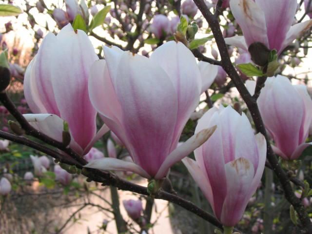 Plantenfiche-Magnolia-x-soulangeana