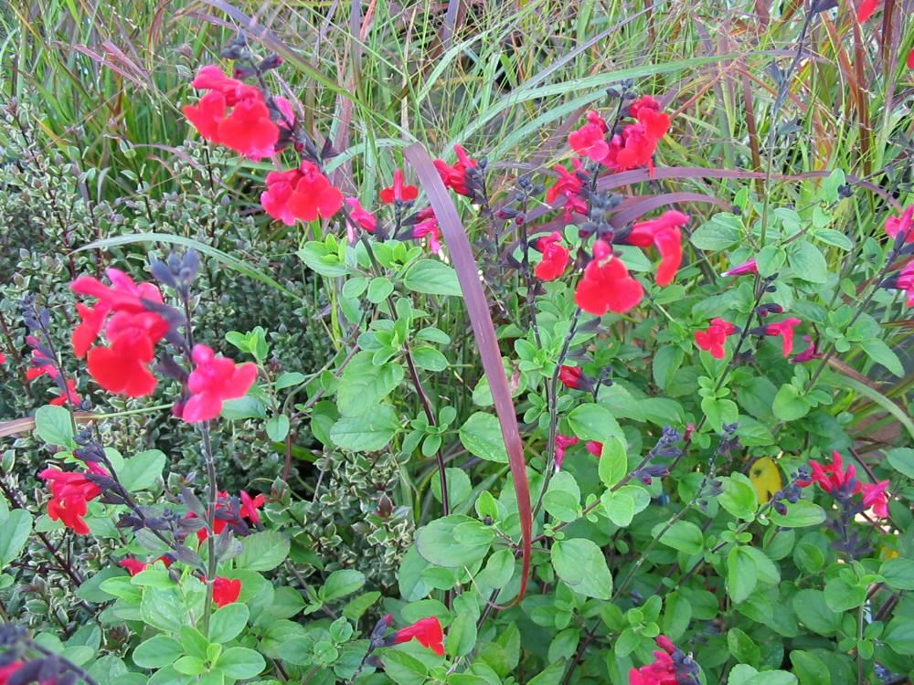 Plantenfiche-Salvia-Royal-Bumble-