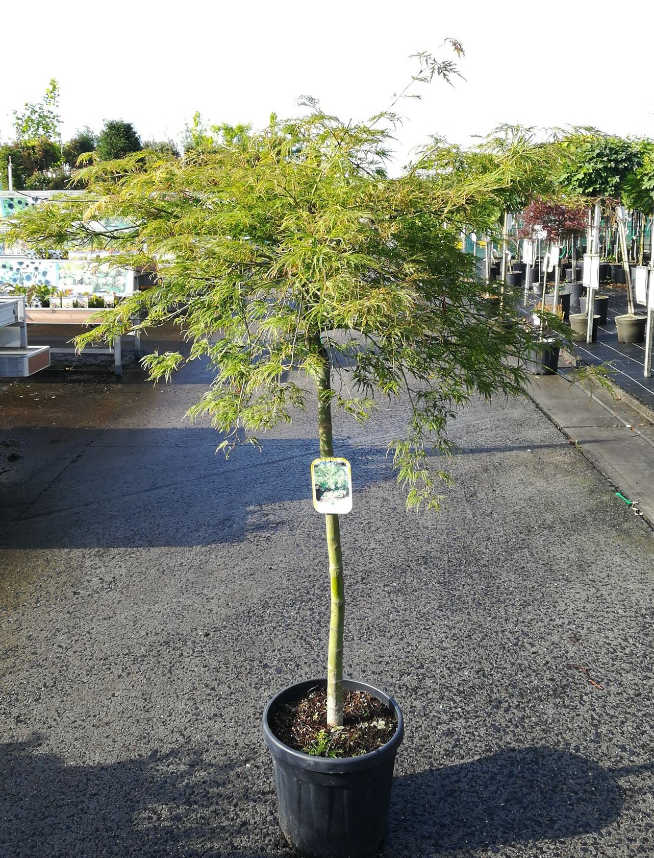 Acer palmatum 'Dissectum' - pot 20L - geënt op stamhoogte 80 cm