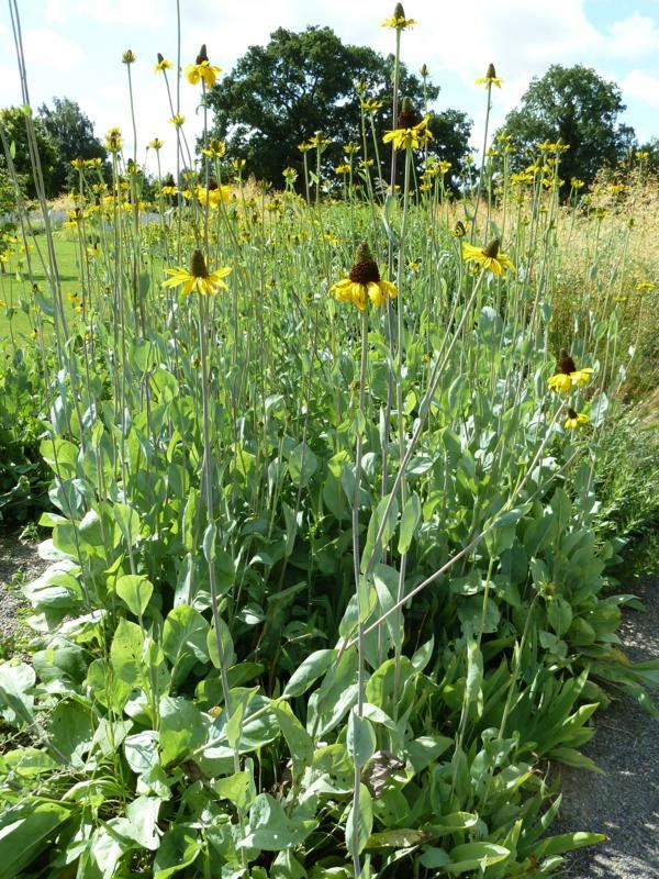 Plantenfiche-Rudbeckia-maxima