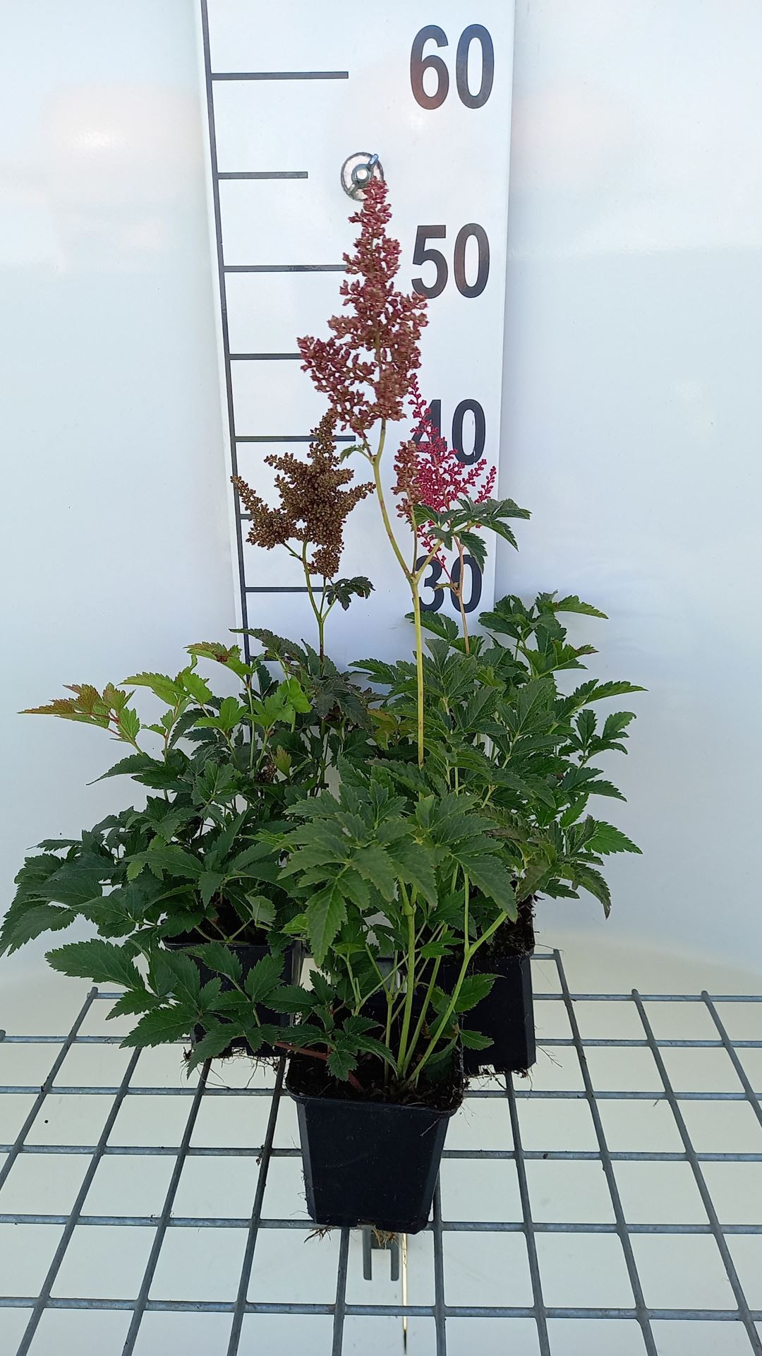 Astilbe 'Red Sentinel' - pot 9x9 cm