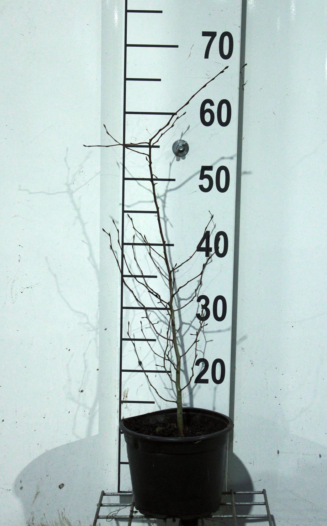Carpinus betulus - pot - 40-60 cm