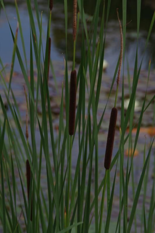 Plantenfiche-Typha-angustifolia