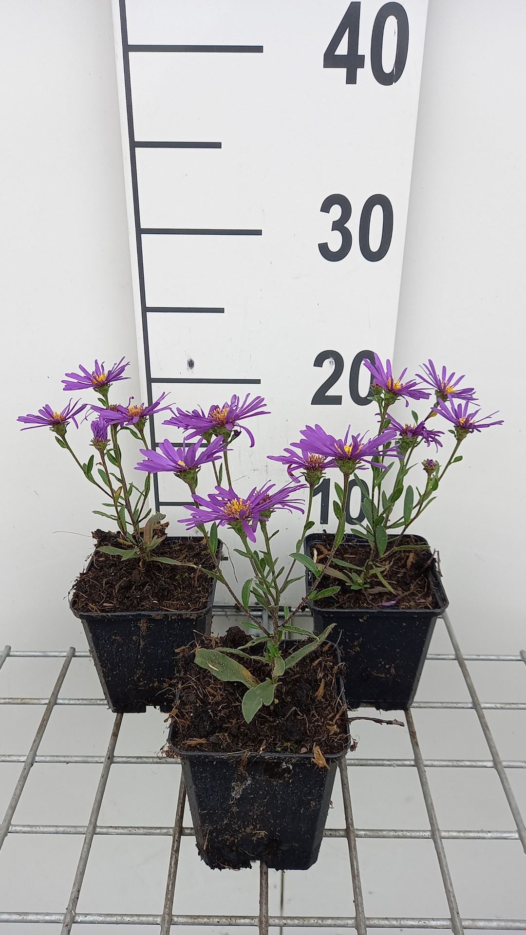 Aster amellus 'Veilchenkönigin' - pot 9x9 cm