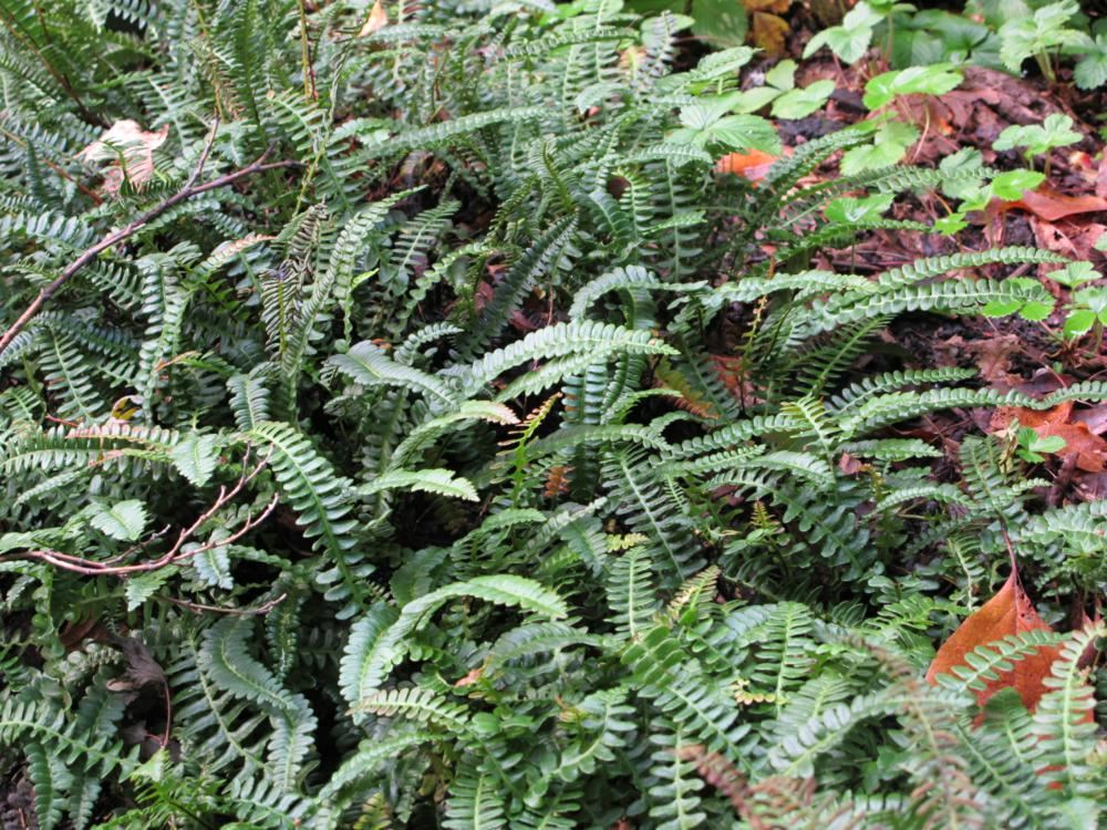 Plantenfiche-Blechnum-penna-marina