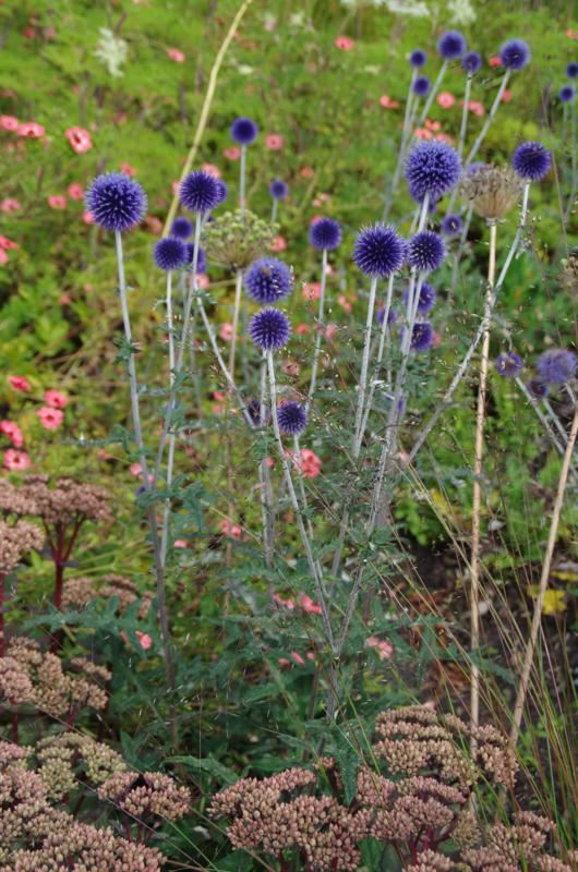 Plantenfiche-Echinops-ritro-Veitch-s-Blue-