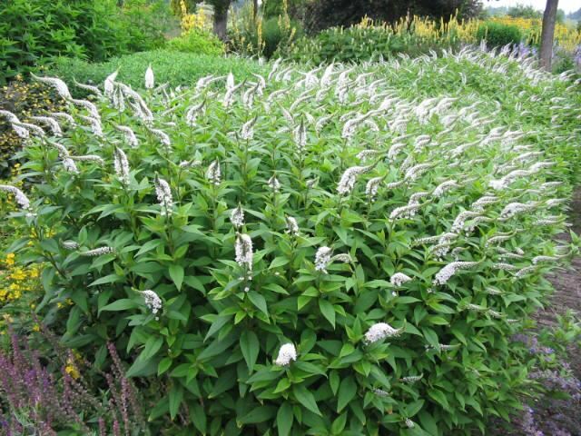 Plantenfiche-Lysimachia-clethroides