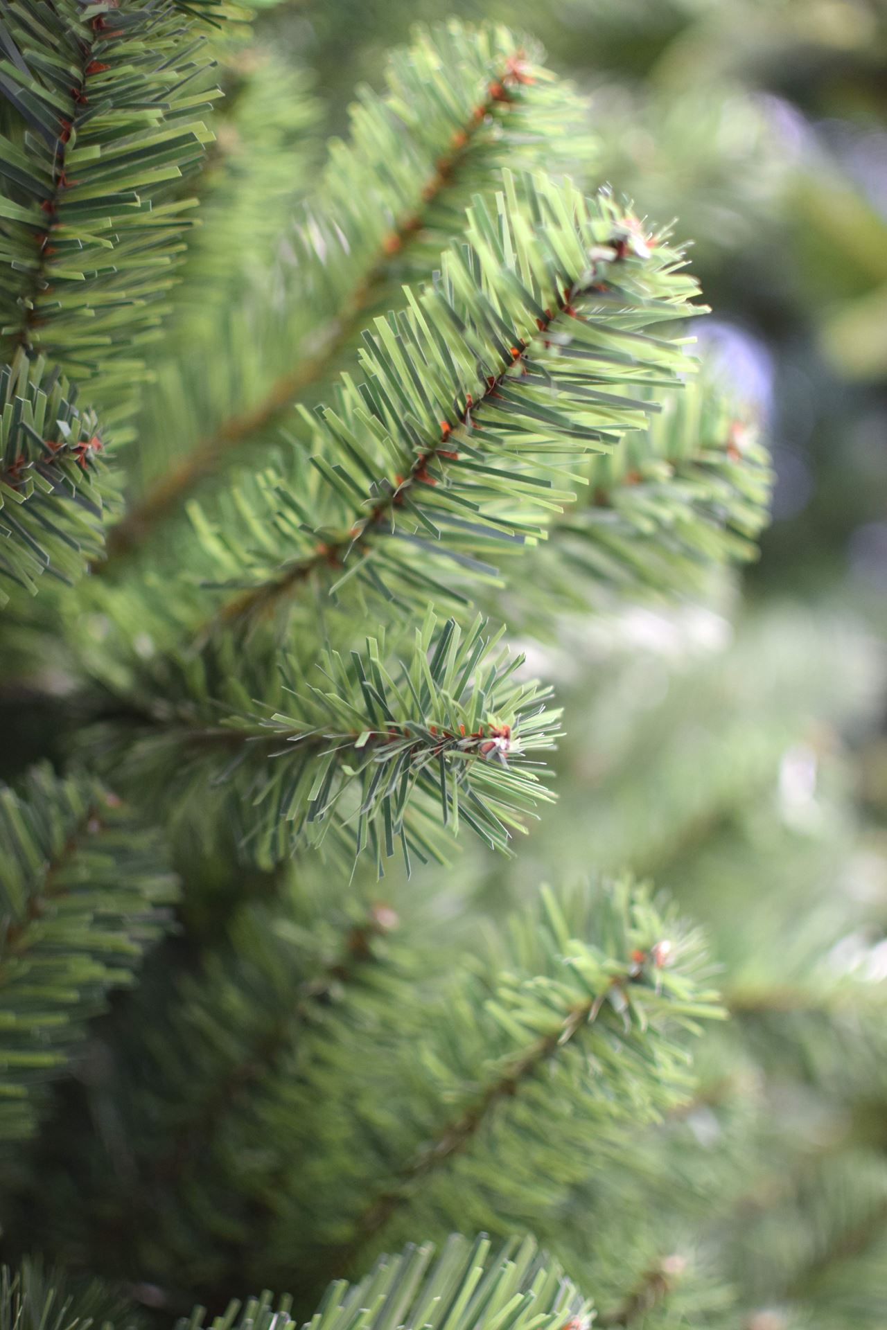 Boston-Spruce-Hinged-210cm