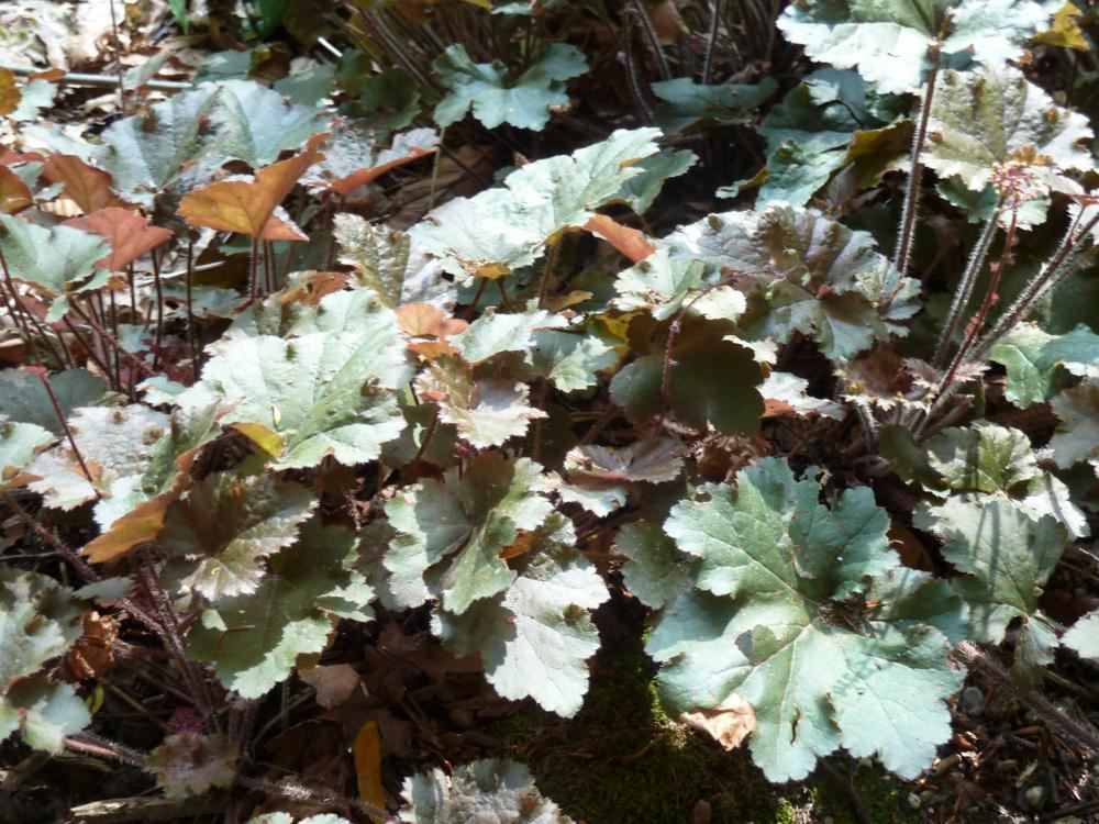 Plantenfiche-Heuchera-Cappuccino-