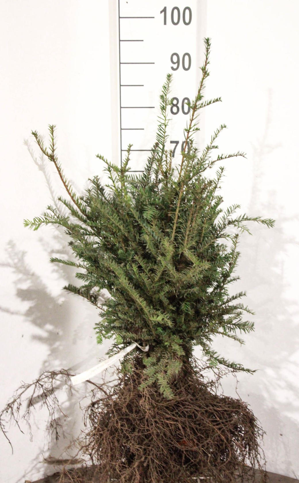Taxus baccata - blote wortel - 20-30 cm - struik