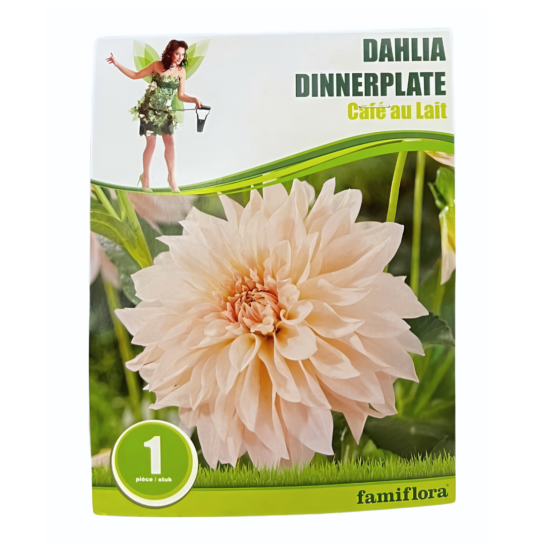 Famiflora Dahlia Dinnerplate 'Café au Lait' - najaarsbloeier - 1 stuk
