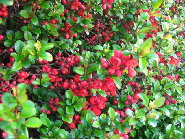 Plantenfiche-Chaenomeles-japonica-Sargentii-
