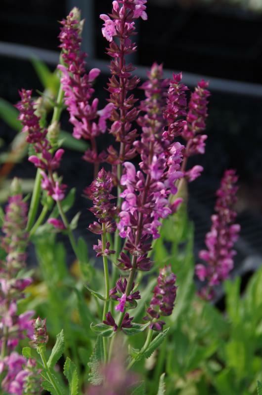 Plantenfiche-Salvia-nemorosa-Rose-Queen-