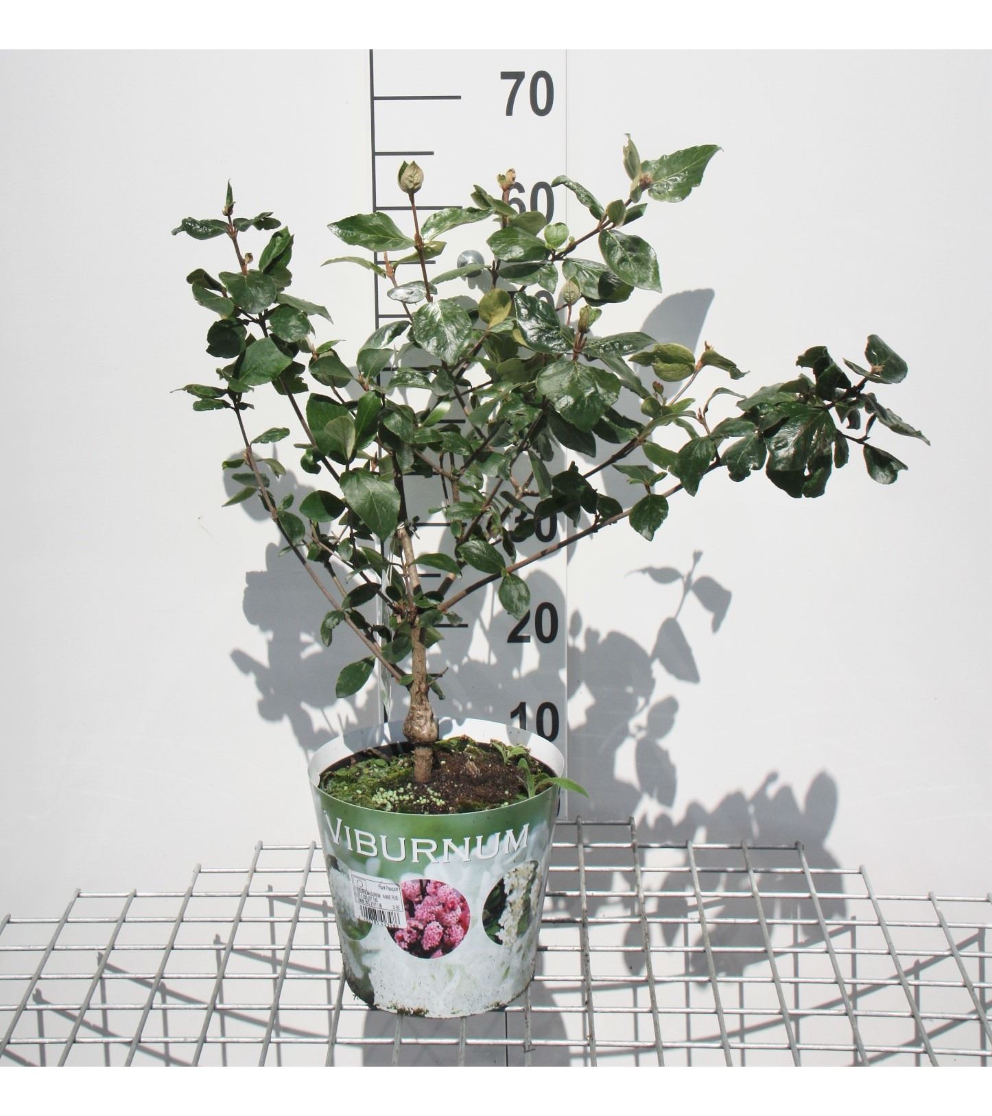 Viburnum x burkwoodii 'Anne Russell' - pot - 50-60 cm