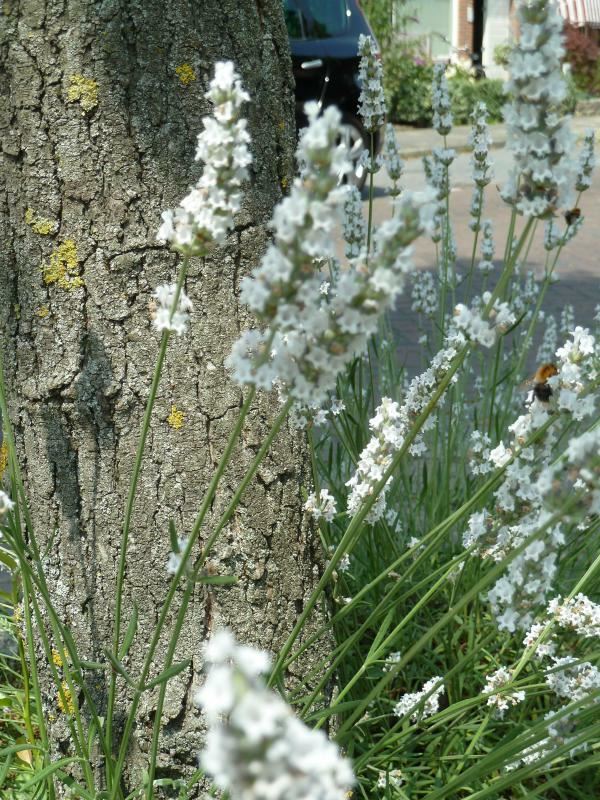 Plantenfiche-Lavandula-x-intermedia-Edelweiss-Witte-lavendel-