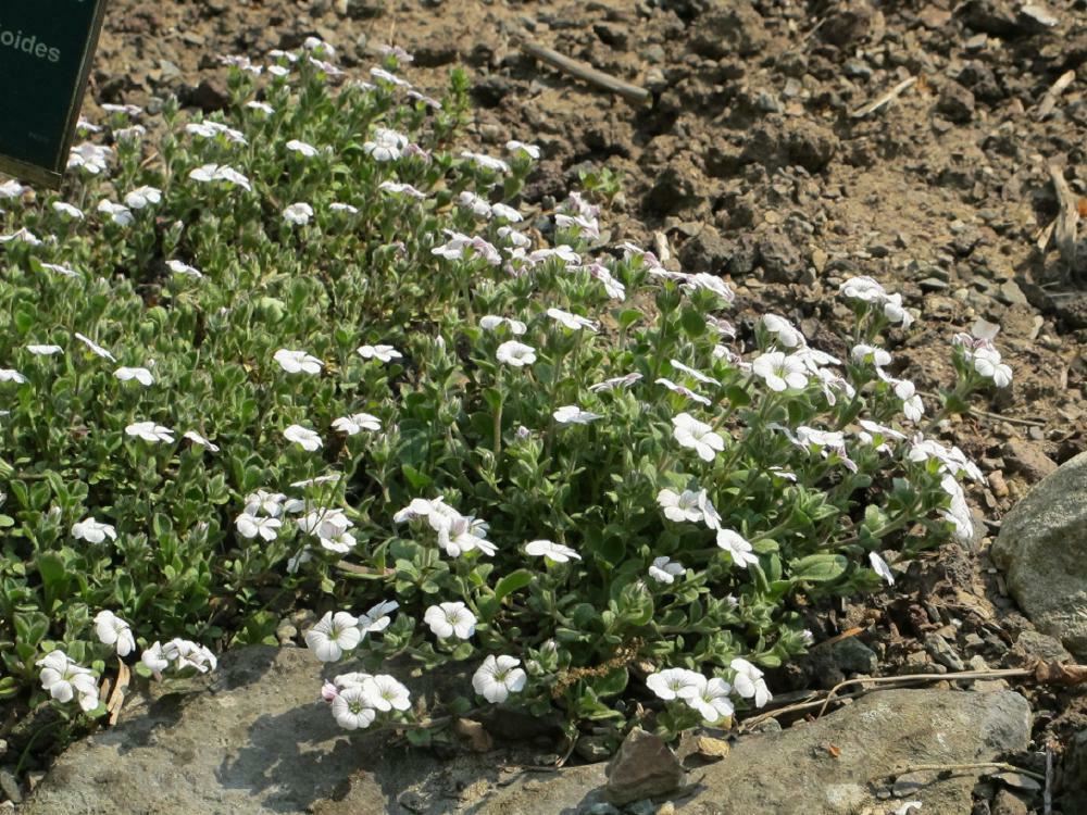 Plantenfiche-Gypsophila-cerastioides