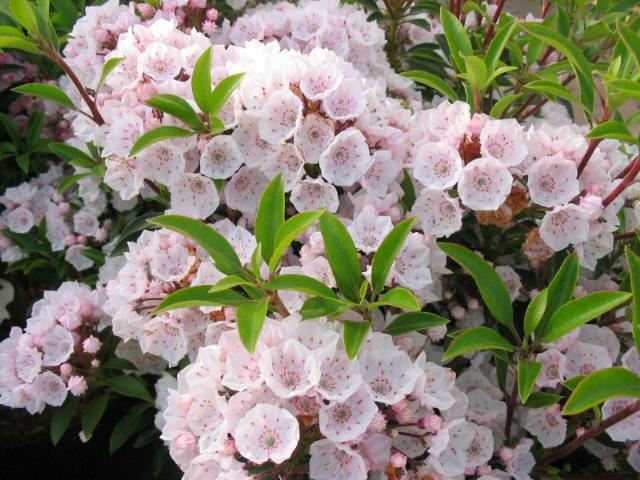 Plantenfiche-Kalmia-latifolia