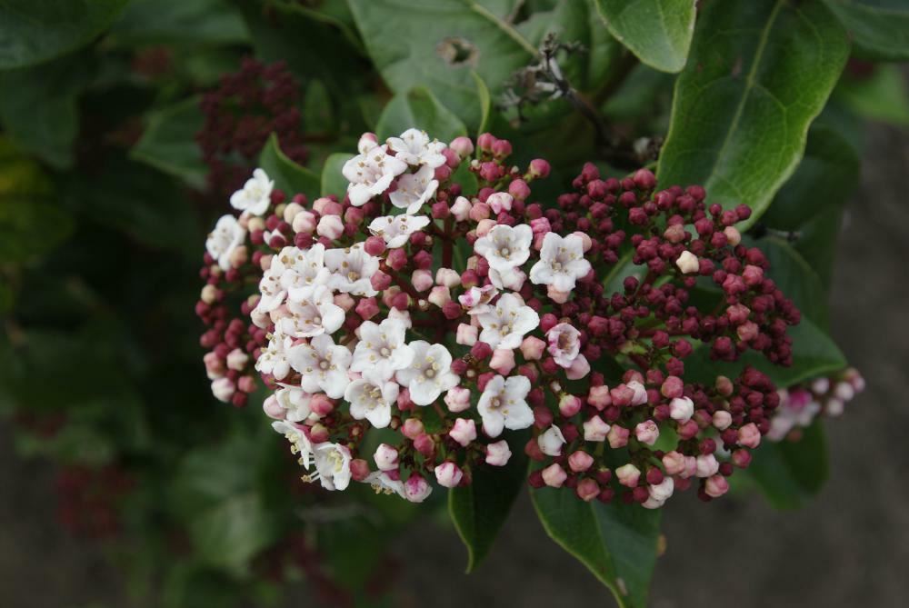 Plantenfiche-Viburnum-tinus-Loren-Lisarose-