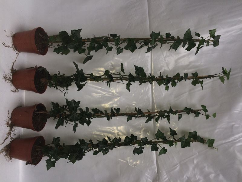 Hedera hibernica - pot - 60-80 cm