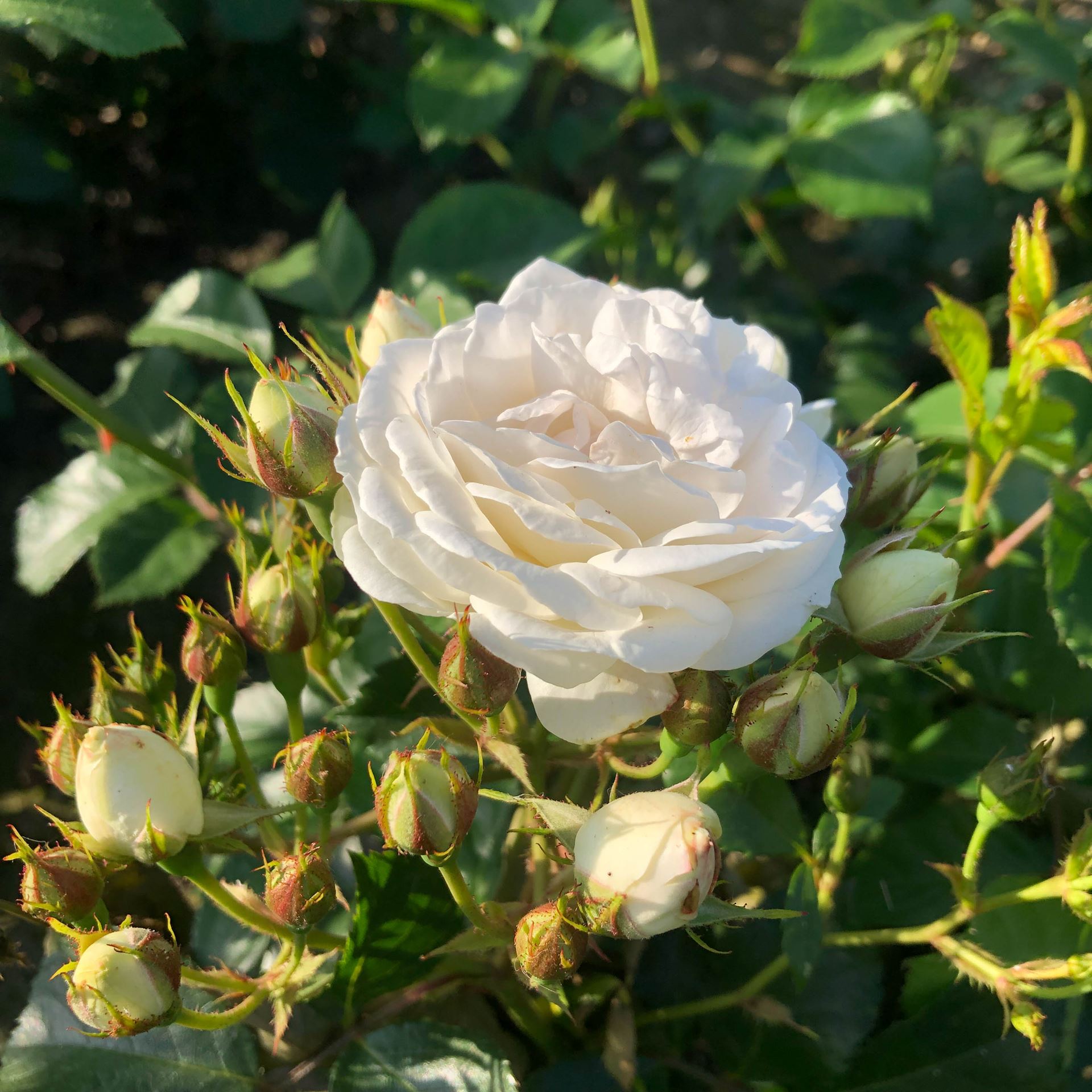 Rosa 'Lenadne' (Neige d'Eté) - blote wortel