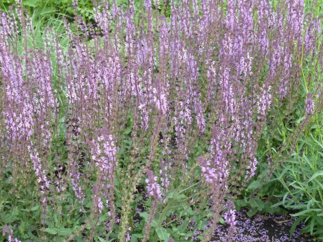 Plantenfiche-Salvia-nemorosa-Serenade-