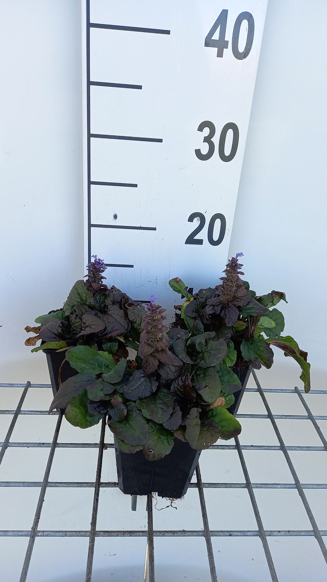 Ajuga reptans 'Braunherz' - pot 9x9 cm