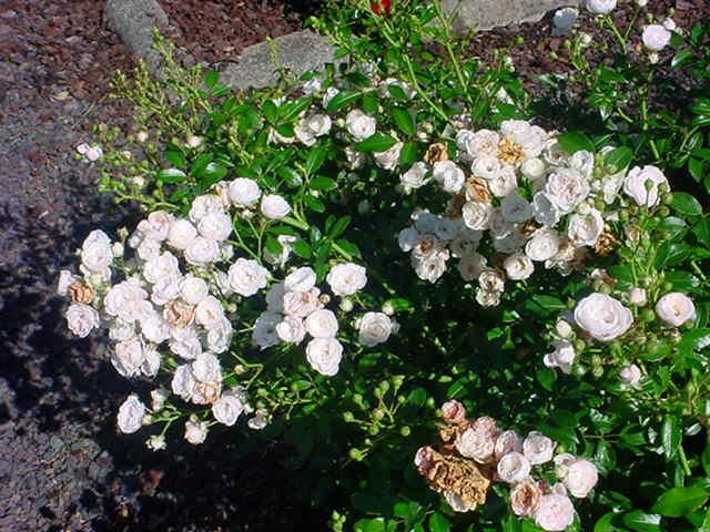 Plantenfiche-Rosa-White-Fairy-