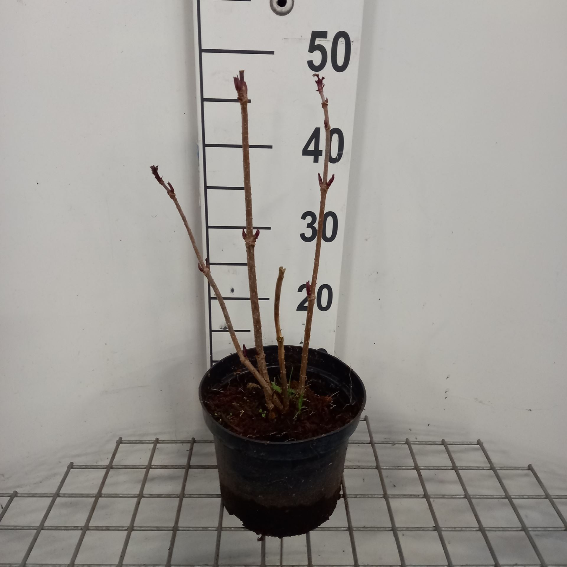 Sambucus nigra - pot - 50-60 cm