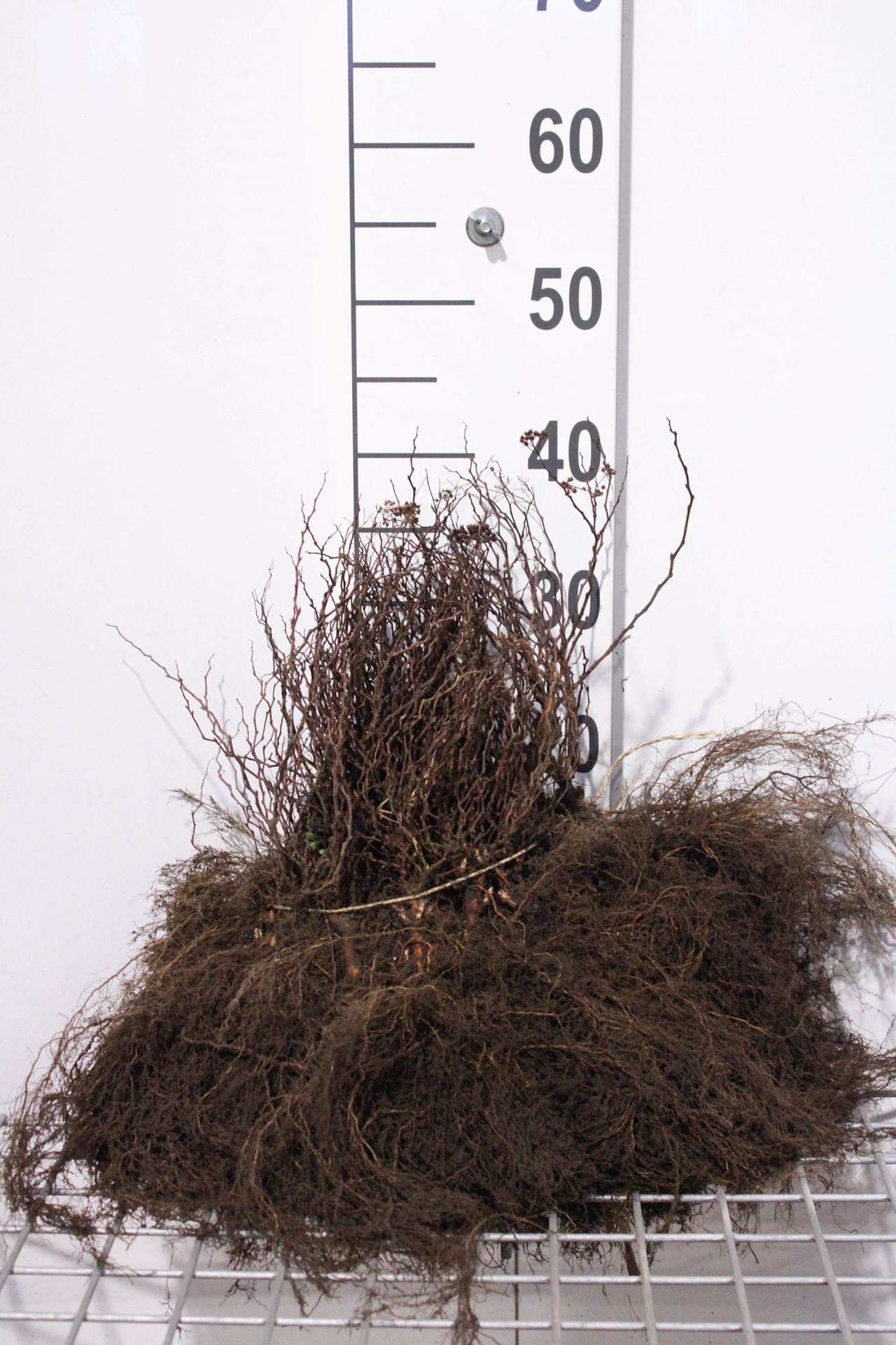 Spiraea japonica 'Goldflame' - bare root - 25-30 cm - 3-5 branches