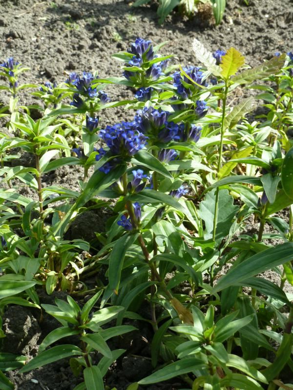 Plantenfiche-Gentiana-cruciata