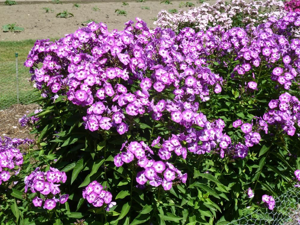 Plantenfiche-Phlox-Laura-