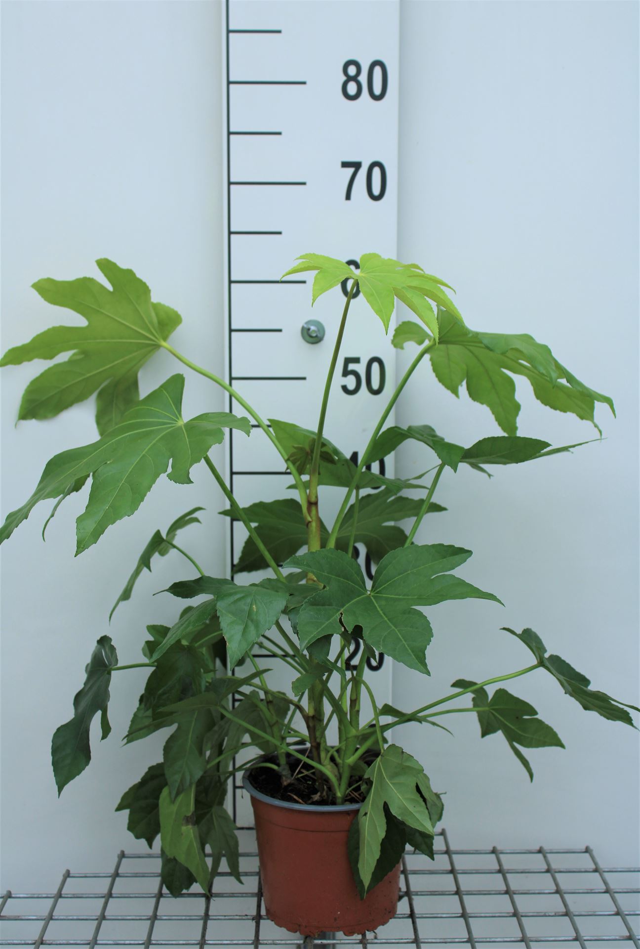 Fatsia japonica - pot - 40-60 cm