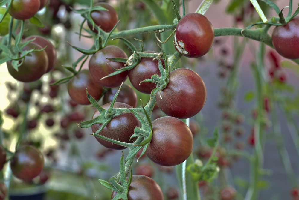 Plantenfiche-Lycopersicon-esculentum-l-var-bombonera-F1-Chocolade-tomaat-
