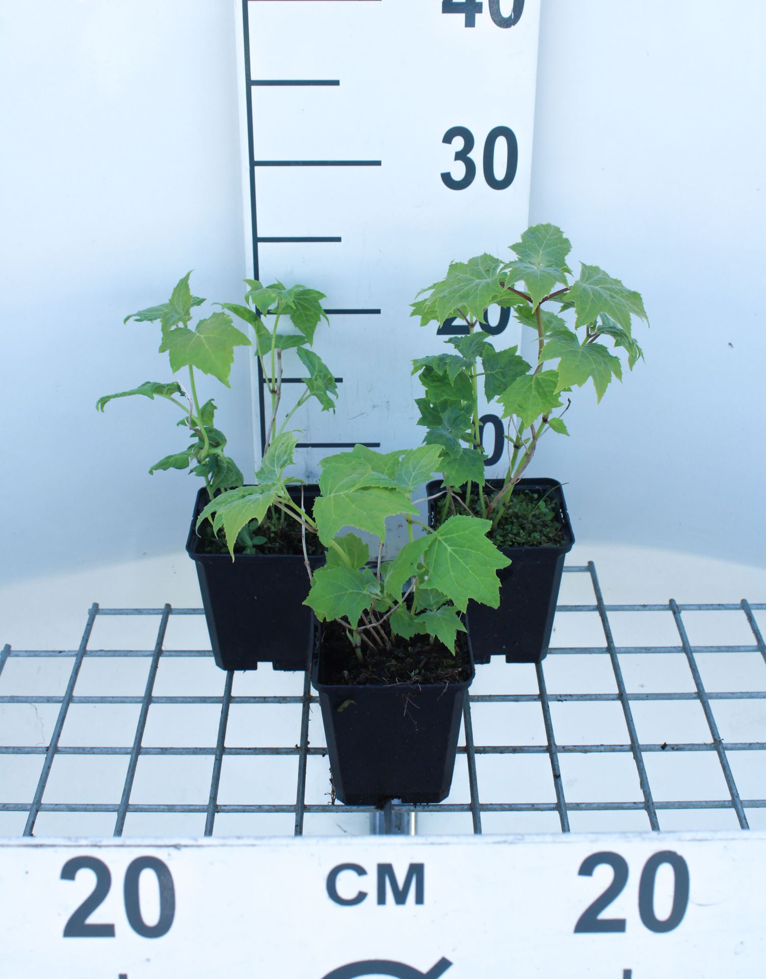 Kirengeshoma palmata - pot 9x9 cm