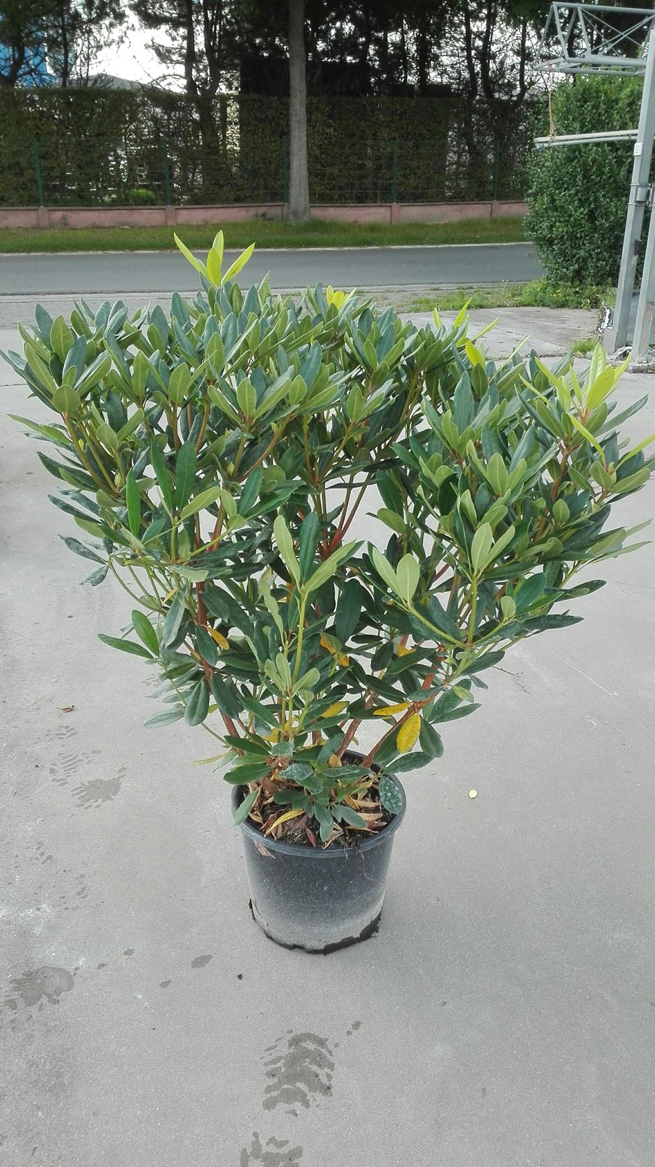 Rhododendron ponticum - pot 15L - 80+ cm