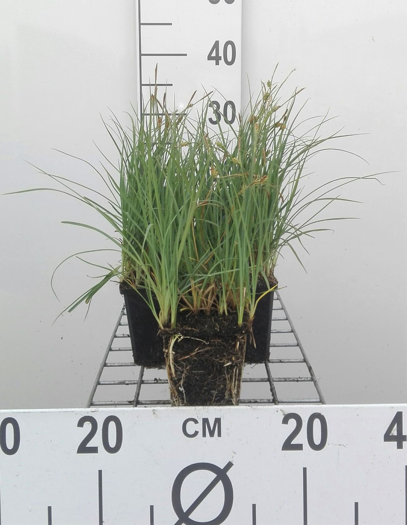 Carex panicea - pot 9x9 cm
