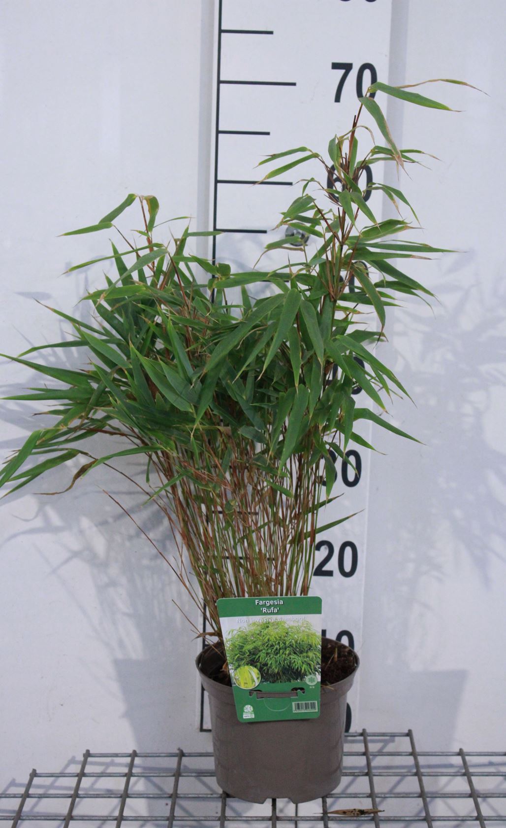 Fargesia 'Rufa' - pot 2L - 40-50 cm