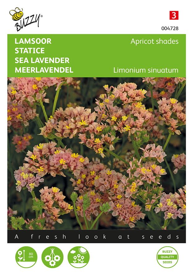 Buzzy-Limonium-Statice-sinuata-Apricot-shades