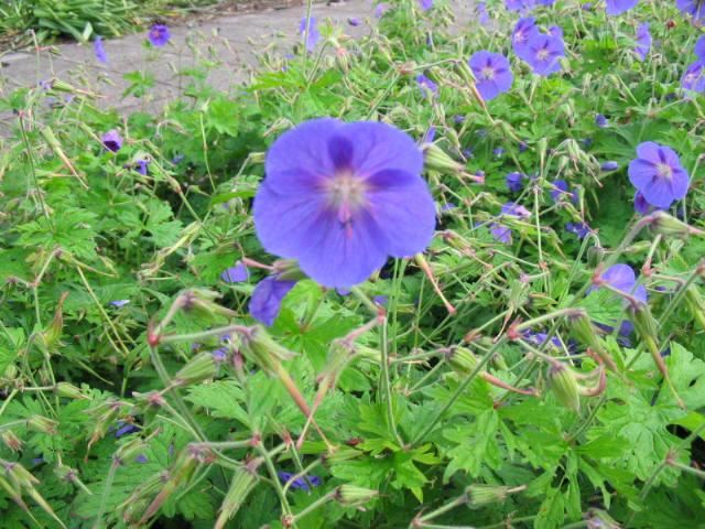Plantenfiche-Geranium-himalayense-Gravetye-