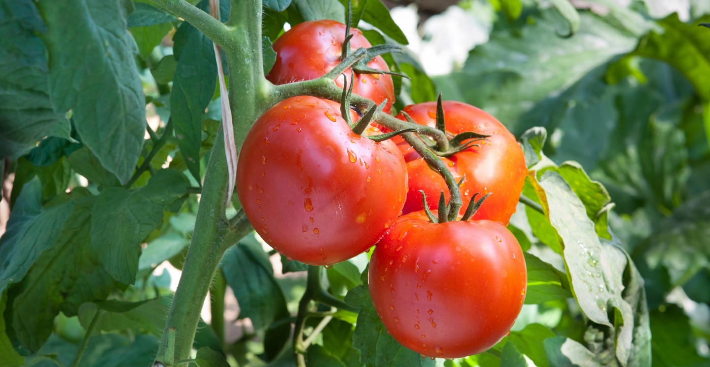 Hoe dief je tomaten?